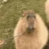 CapyKimochi