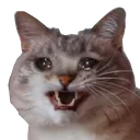 angryCat