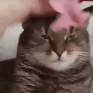 catFlower Discord emoji