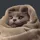 comfy_cat