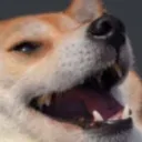 corgihuehue corgihuehue