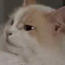 what_dio