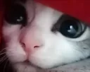 mrvicaLurk