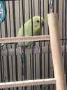 pastel