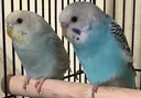 blueberryandperi