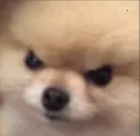 AngryDoggo