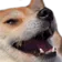 1_DogeKek