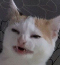 cat1 Discord emoji