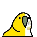 vaticanparrot