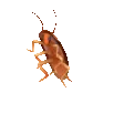 roachyspin
