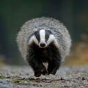 badger_running Discord emoji