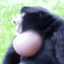 monke_AHAHAHAH Discord Emoji