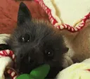 batcute