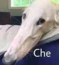che che