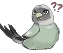 birdconfusion