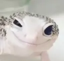 GeckoWink