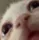 whophoneisdis