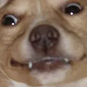 dogsmile dogsmile