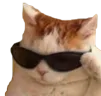 coolKat