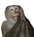 monke_pray