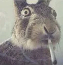 um_whut