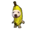 bana_dog