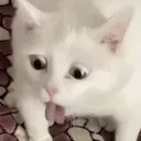 CatGag