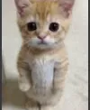 catzeeks