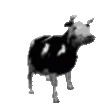 PolishCow