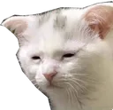 Tiredcat TiredCat Discord Emoji