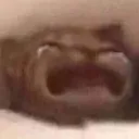 crycat