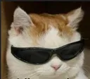 coolcat