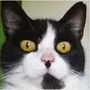 Supercoolcat Discord Emoji