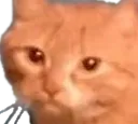 CatReallyNow