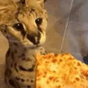 CatPizzer