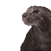 cat_wet Discord emoji