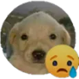 perrosad