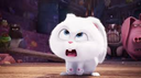 Snowball the white rabbit looking up with an annoyed and frustrated expression.