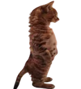 rodrigo