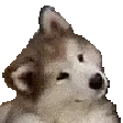 CuteDog