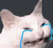 Cat_E5