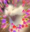 Catlove catlove Discord Emoji