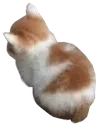 Catangy catangy Discord Emoji