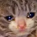 sadcat