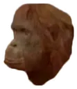 wer_monke