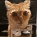 CatDrinkingWater CatDrinkingWater