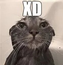 XD