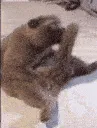 cateattail