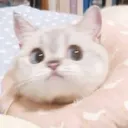 Wtfcat wtfcat Discord Emoji