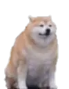 doge_chungus